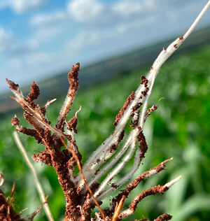 Inoculantes